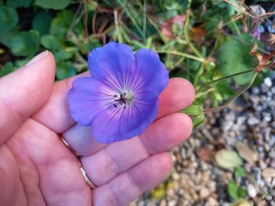 Geranium Rozanne