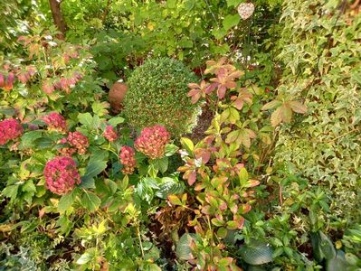 Hortensia macr. Miss Saori