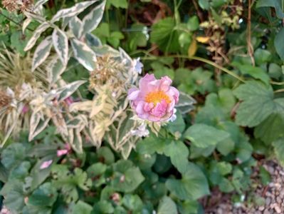 Anemona "Monte Rose"