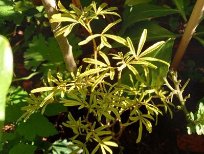 Choisya ternata White Dazzler