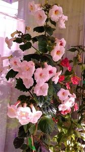 ; 55cm inca mai creste,frumos ramificat
