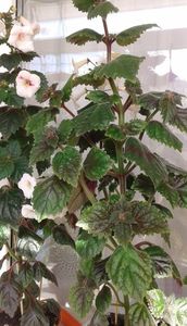 55cm; 55cm inca mai creste,frumos ramificat
