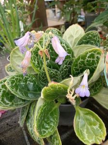 Img.2022.09-streptocarpus 'pretty turtle'