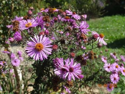 aster Barr's Pink