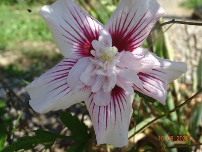 hibiscus syriacus Starbust Chiffon