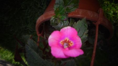 Frumuseti de mare gingasie,sper ca la anul sa ma bucur