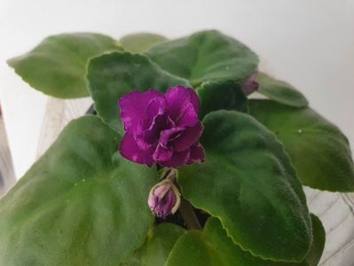 Ek Wild Orchid