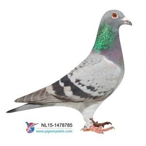 NL15-1478785 (Large)x; “THE 85” GRANDDAUGHTER TO “JANSEN EN JANSSEN’ 1st NATIONAL ACEPIGEON FROM THE NETHERLANDS ON THE MARATHON RACES (2 DAYS RACES),
“MOTHER” TO “THE 85” IS A FULL SISTER TO 4th NATIONAL / 5th INTERNATIONA
