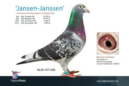 a 05-328 jansen jansen; NL2005-1071328 “JANSEN EN JANSSEN”.
B.A.J. VAN DER HORST
SUPER RACER, HE WON A.O.:
1st NATIONAL ACEPIGEON FROM THE NETHERLANDS ON THE MARATHON RACES (2 DAYS RACES),
He won that year:
38th NATIONAL LIM
