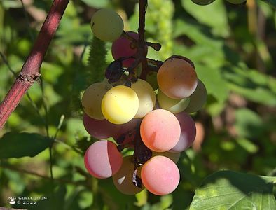 w-Struguri-Grapes