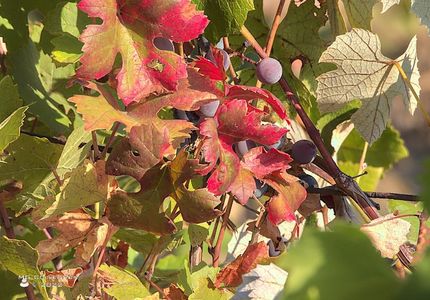 w-Vine toamna-Autumn is coming