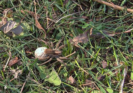 w-Paianjen cu ou-Spider with an egg