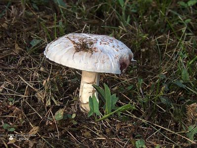 w-Ciuperca comestibila-Mushroom 01