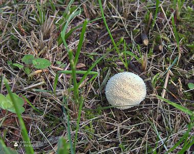 w-Ciuperca ou-Egg Mushroom