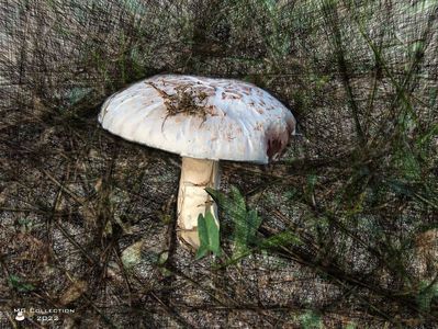 w-Ciuperca - Mushroom 03