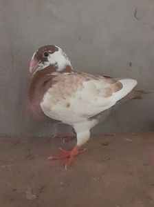 received_1807883262927878