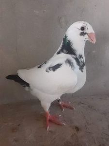 received_5231885793573338