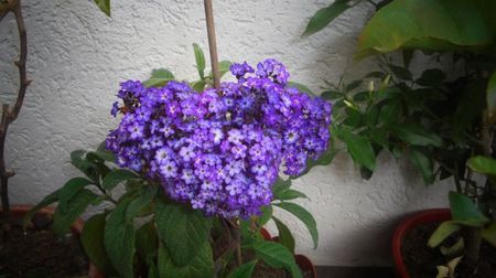 Heliotropium,doar zambet,de la sosire...