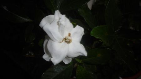 Gardenia,destul de rezervata,anul acesta.