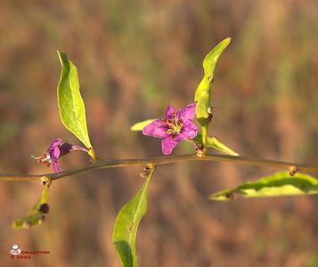 w-Floare de Goji-Goji Flower