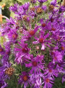 aster mov Maramures