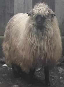 Oaie Bucălaie; 2016
