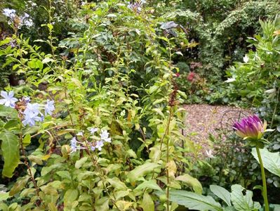 Plumbago