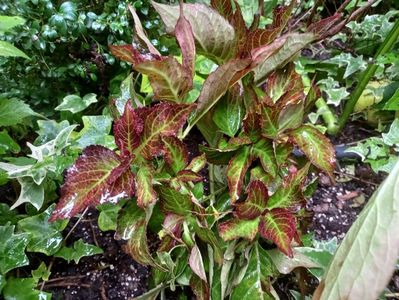 Hortensia macr. Miss Saori