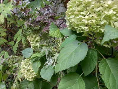 Hortensia arb. Incrediball