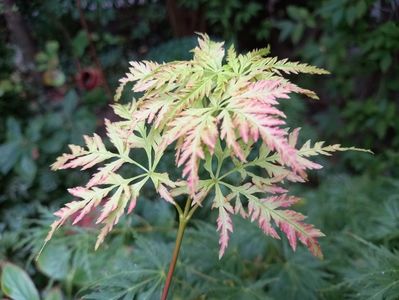 Acer Seiryu