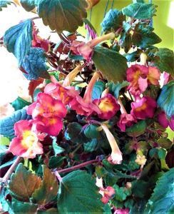 20221004_092151-1; resusitata,o bagasem deja in repaus in urma cu 10 zile
