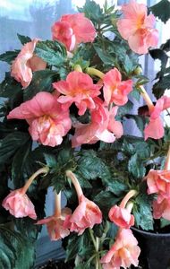 ; a-i este frig,cu tote ca ..are 22 grade..
