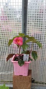 received_3336562339966376