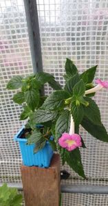received_503849114959981