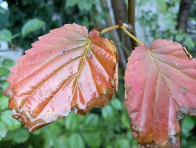 Davidia involucrata