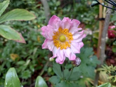 Anemona "Monte Rose"
