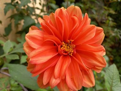 Dalia "Orange Pigmy"