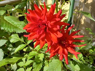 Dalia "Red Pigmy"