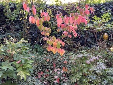 Cornus florida Cloud Nine