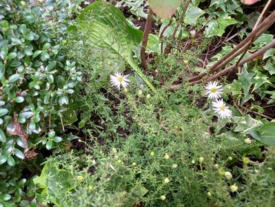 Aster ericoides Pink Cloud