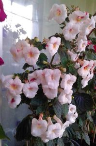 20221008_075311-6; deja inflorit
