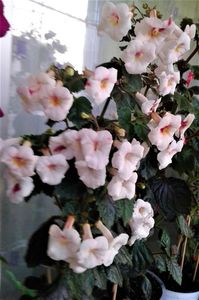 20221008_075320-5; Achimenantha SRG' s' White Angel '2013-2014
