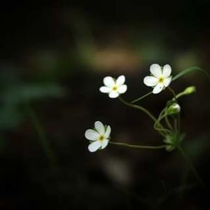 18738357_1527709250636111_163365777340132175_o