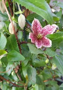 Când iubirea vine din suflet! Multe mulțumiri !