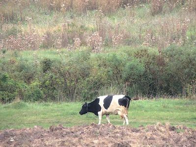 w-Vaca la pascut-Country Cow