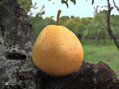 w-Para de toamna-Autumn pear