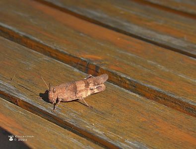 w-Lacusta-Grasshopper