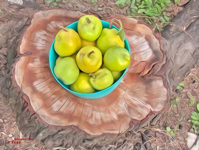 w-Pere de toamna-Autumn pears 01
