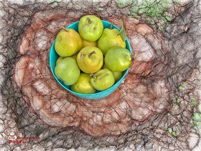 w-Pere de toamna-Autumn pears 04