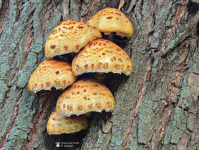 w-Ciuperci de pom-Tree Mushrooms